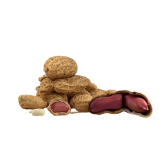 Organic Roasted Peanuts (In Shell)