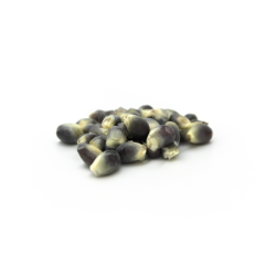 Blue Popcorn Kernels