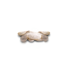 Roasted Pumpkin Seeds (Homestyle, Salted, In Shell)